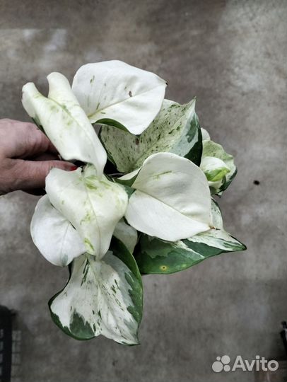 Сциндапсус/эпипремнум