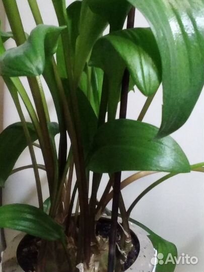 Дримиопсис