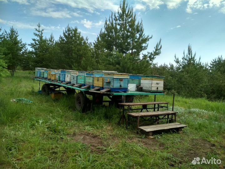 Продается пасека
