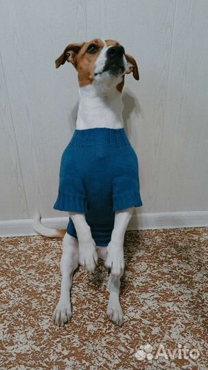 Свитера для собак и кошек