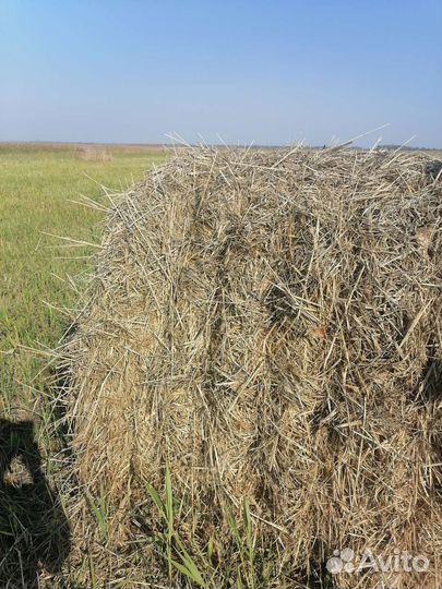 Сено в рулонах. 2023г