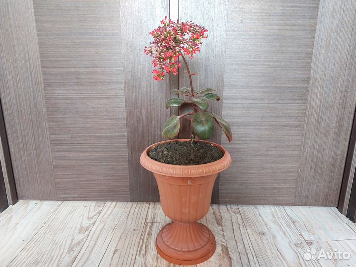 Каланхоэ цветущий