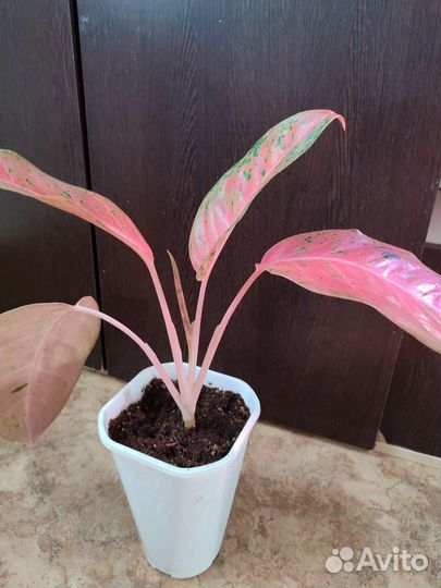 Аглоанемы сортовые