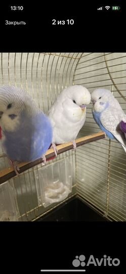 Птенцы волнистый попугай