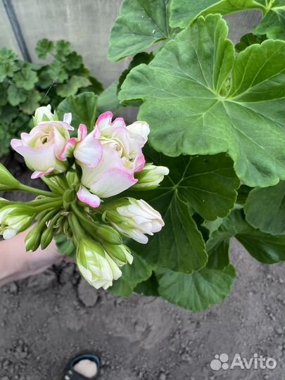 Пеларгония герань