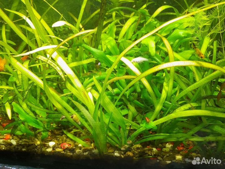 Аквариумное растение
