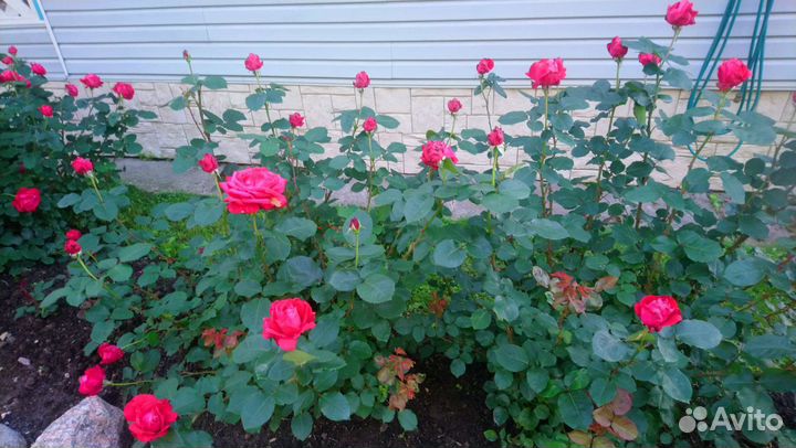 Кусты роз