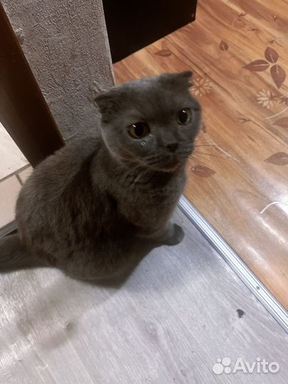 Вислоухая кошка бесплатно