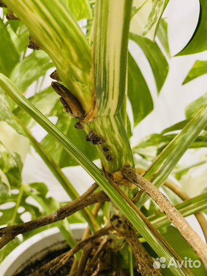 Монстера вариегатная Альба