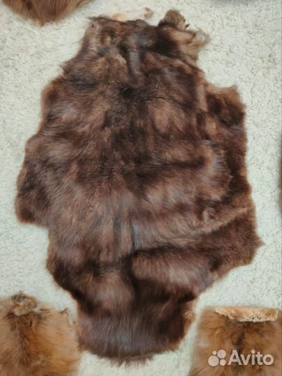 Шкура барсука