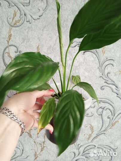 Спатифиллум