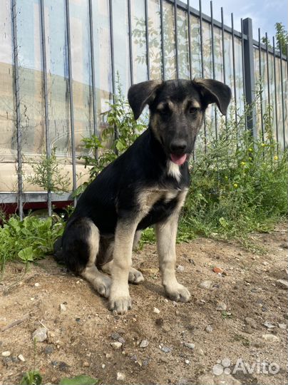 Восточноевропейская овчарка метис