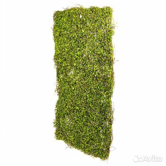 Вертикальное озеленение. Искусственная ряска