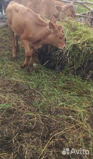 Коровы и телята