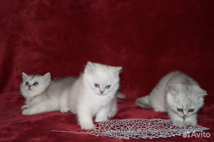 Британские котята