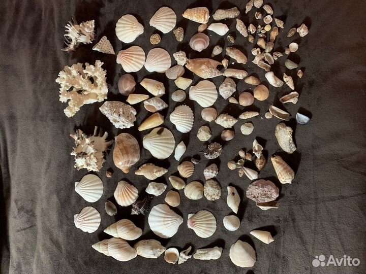 Ракушки для аквариума