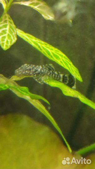 Анцитрус вуалевый и обычный малек, коридорас