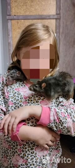 Крысы с клеткой