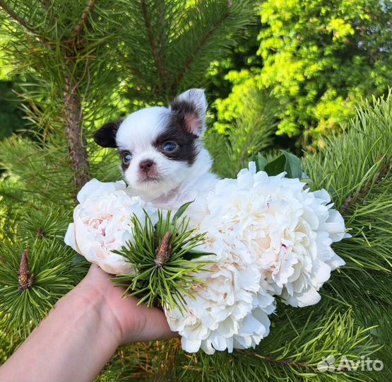 Мини эксклюзив