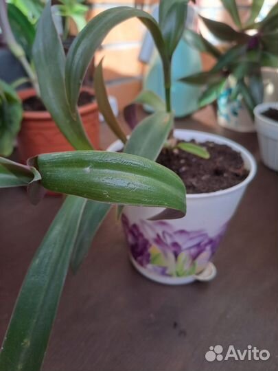 Традесканция / рео, спатифиллум, аглаонема. Цветы