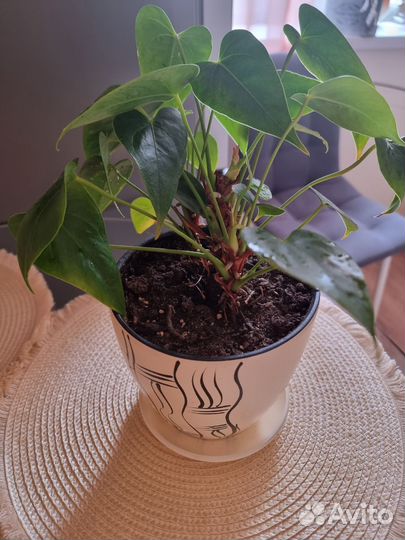Комнатные цветы антуриум