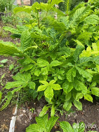 Растения для сада