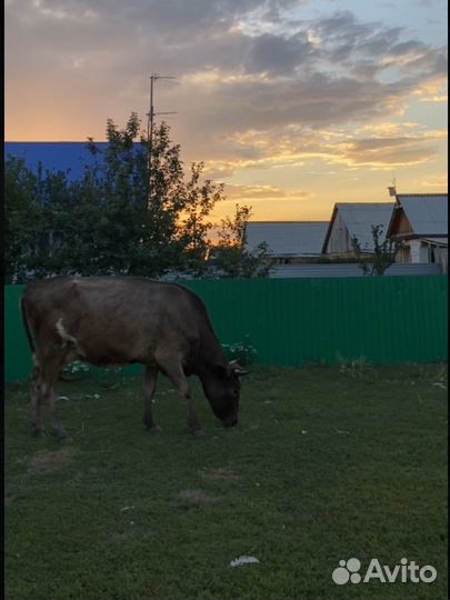 Коровы дойные стельные