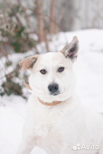 Собака в добрые руки Снежка ищет дом