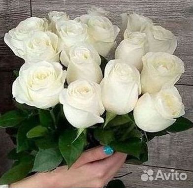 Высокие розы Доставка цветов