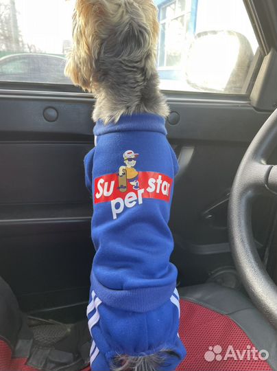 Костюм для собаки