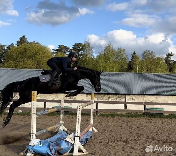 Лошадь в аренду