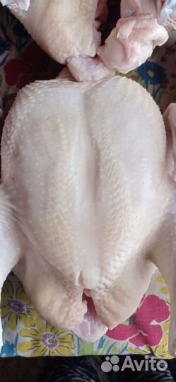 Куры бройлеры тушки мясо