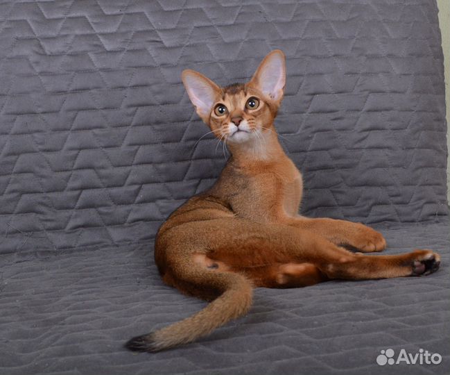 Абиссинский котенок