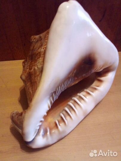 Большая морская раковина