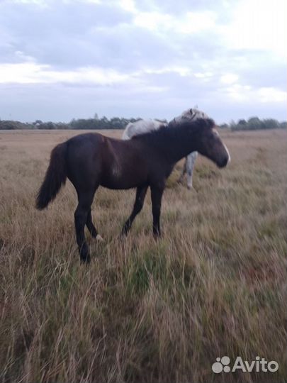 Жеребята кобылки