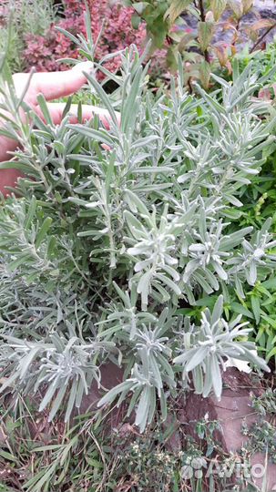 Лаванда, бересклет