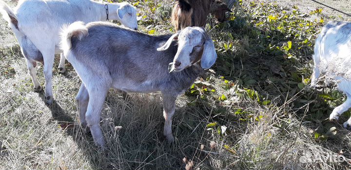 Телята, козлы