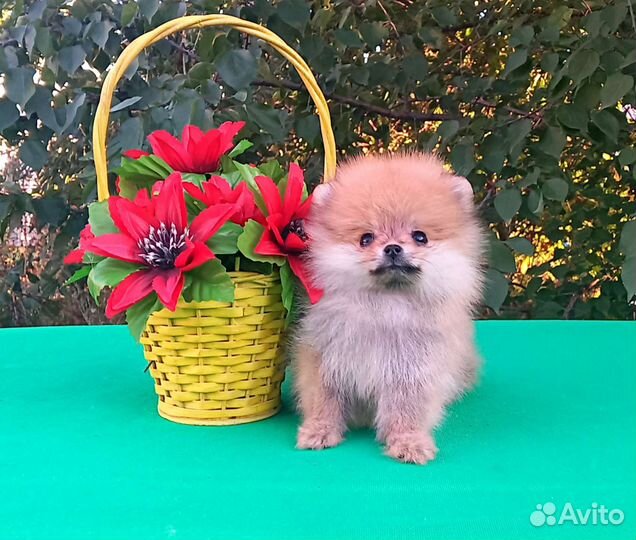 Померанский шпиц мини