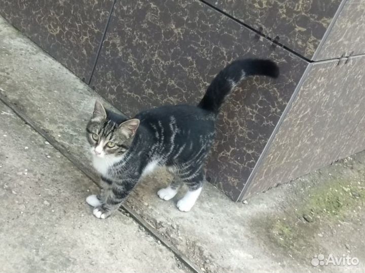 Кошка