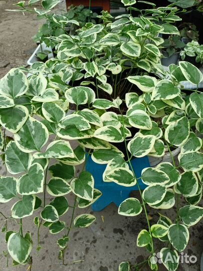 Красивые кустарники. Барвинок. Горец