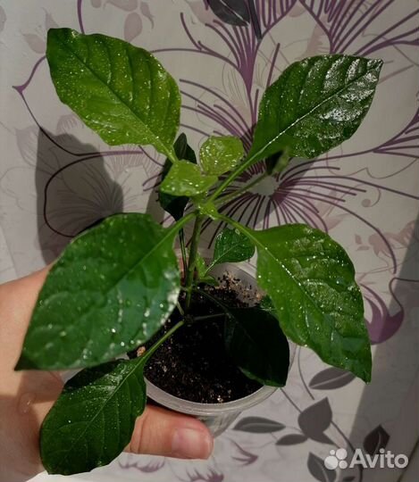 Цветущая Кроссандра Тропик Оранжевая