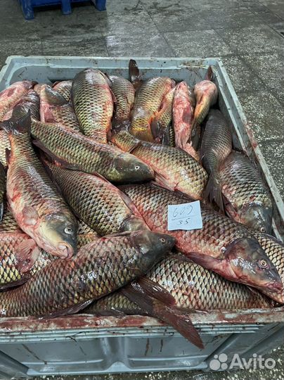 Килька Каспийская мороженная