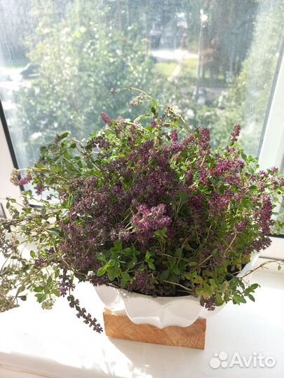 Мята, чабрец, базилик