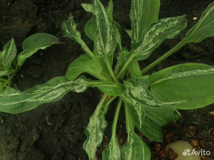 Коллекционные,мини,маусы и др.хосты. Много сортов