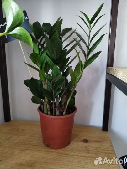 Комнатные растения. Пересадка