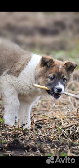Щенок лайки из Якутии
