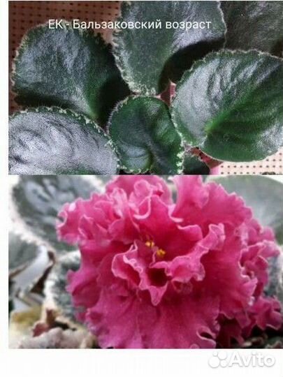 Фиалки сенполии сортовые