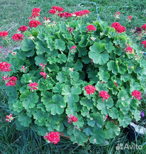 Пеларгония герань, красная