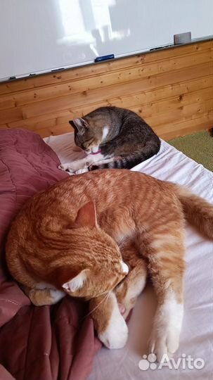 Коты, Рыжий и Мелкий