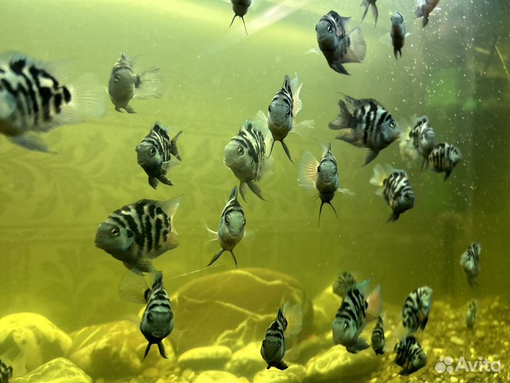 Сапфировый попугай